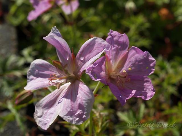 Ger clarkei Kashmir Pink.JPG